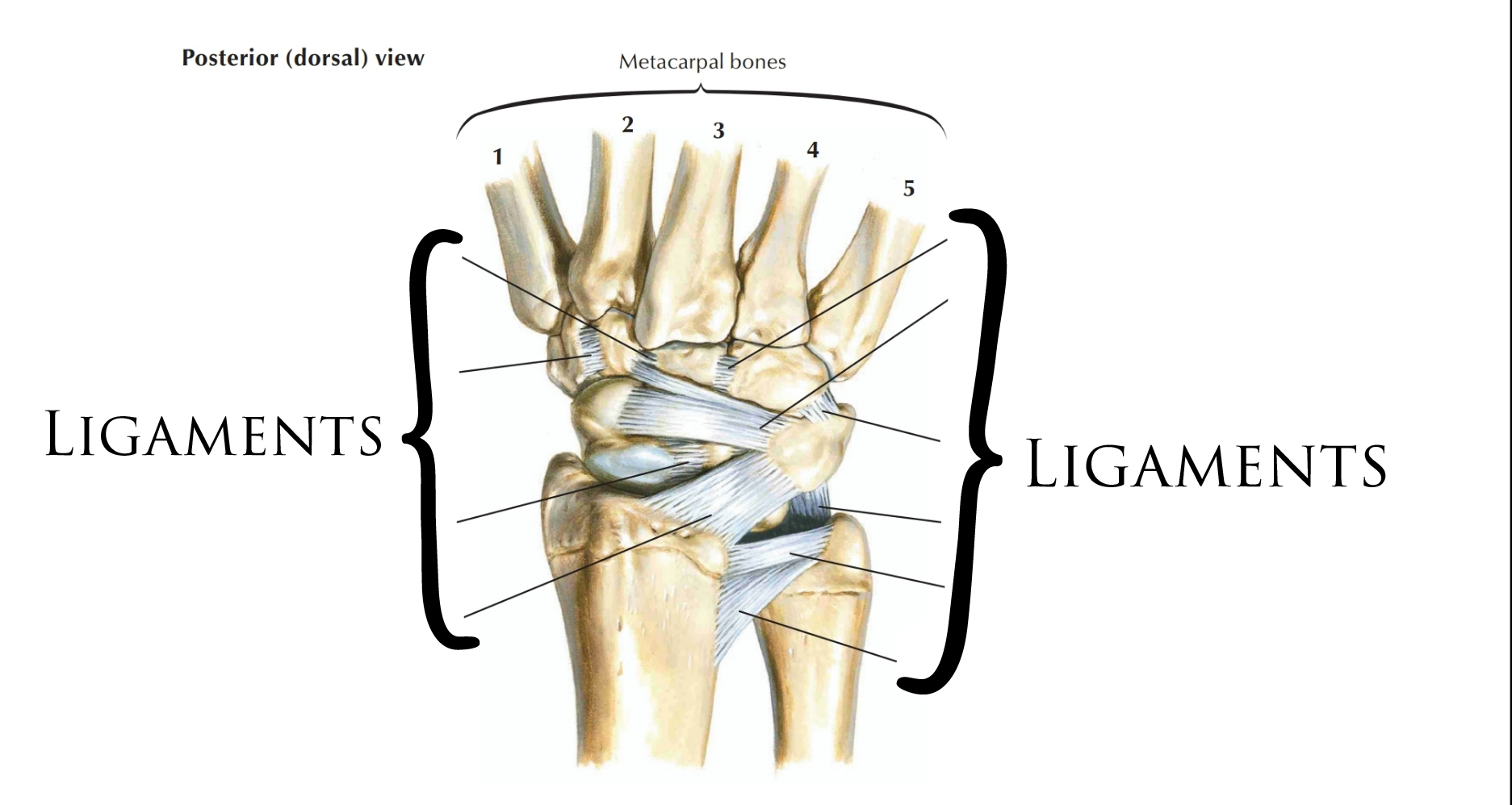 how to increase wrist size at home